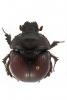 Bolbaffer bremeri